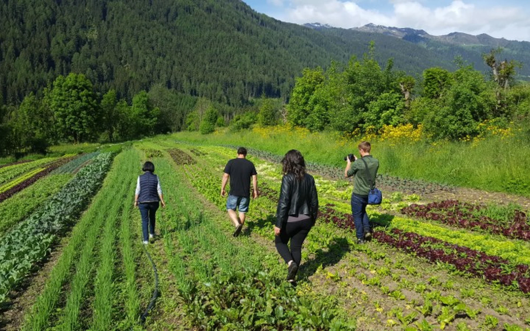 20180526 Vorbereitung_Mangold 34_800x450.jpg